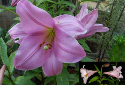 Lilium_longiflorum_rosa.jpg