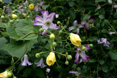 Kirengeshoma0108a.jpg