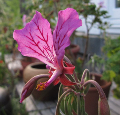 Pelargonium_endlicherianum_120628.jpg