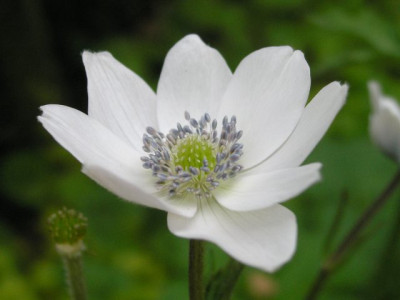 Anemone_leveillei.jpg