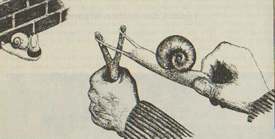 Waechters_Schneckenexecution.jpg