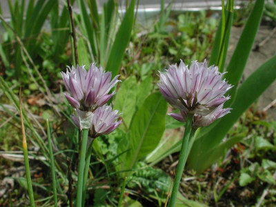 Allium_senescens.jpg