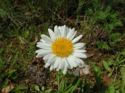 Aster_alpinus_wei.jpg