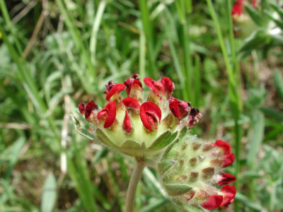 Anthyllis_vulneraria_rot.jpg