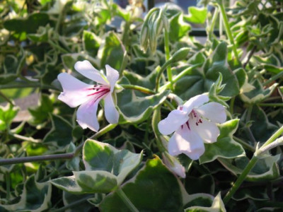 DSCN4660.JPG