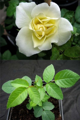 Damask_Samling.jpg
