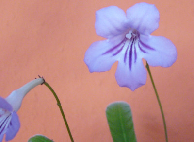 Streptocarpus_rexii_800x800_80KB.jpg