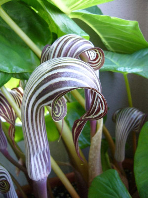 Arisaema_fargesii_2012_A_800x800_80KB.jpg
