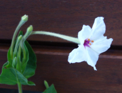 Mirabilis_longiflora_A_800x800_80KB.jpg