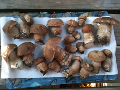 Steinpilze_29612.jpg