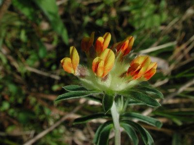 Anthyllis_vulneraria.jpg