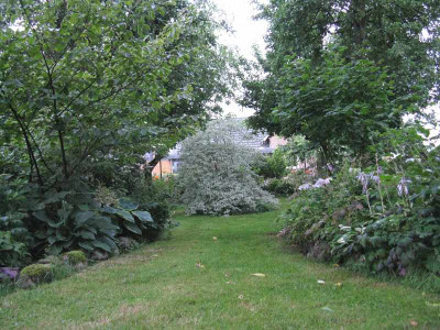 Cornus_alternifola_Argentea_Gartenpur.jpg