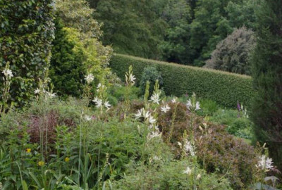 Camassia20120615_353.jpg