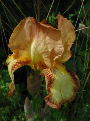 Iris_barbata1.jpg