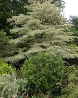 Cornus20120615_435.jpg