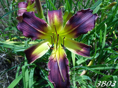 SS851077_3b3_k.jpg