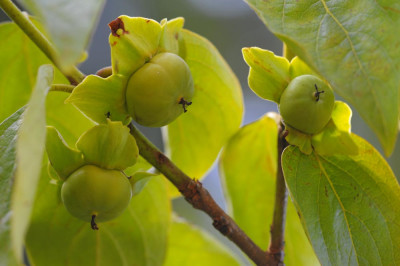 kaki-vaniglia.jpg