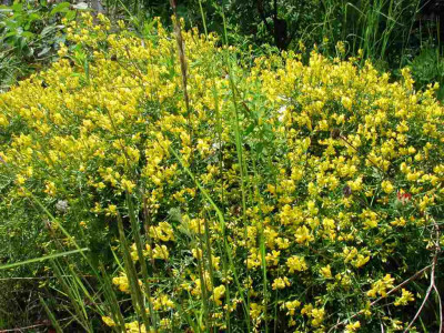 Cytisus_decumbens.jpg