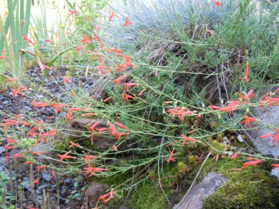 penstemon_pinif._30.06.12.JPG