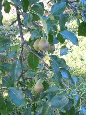 Obst_2012_006.JPG
