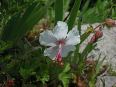 Geranium_x_cantabrigiense_Biokovo.jpg