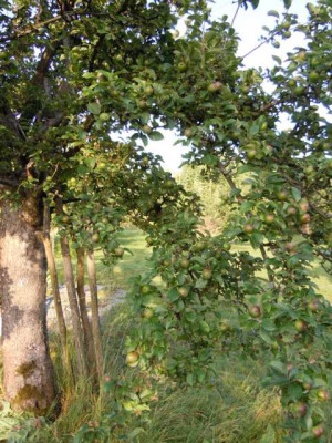 Obst_2012_011.JPG