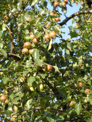 Obst_Birnen_2012_007.JPG