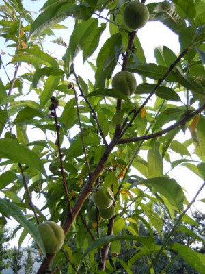 Obst_2012_013.JPG