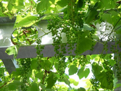 Obst_romulus_30.06.2012_022.JPG