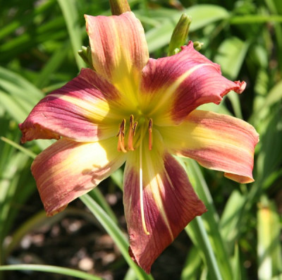 DianPGxFreeW_12.jpg