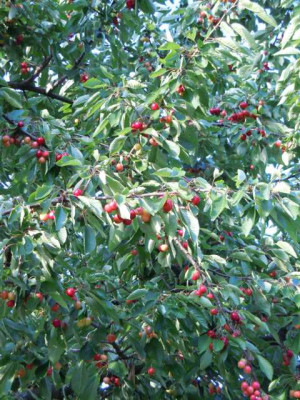 Obst_2012_012.JPG