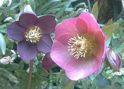 H._purpurascens_x_orientalis.jpg