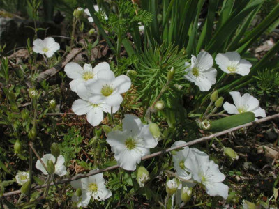 Arenaria_montana.jpg