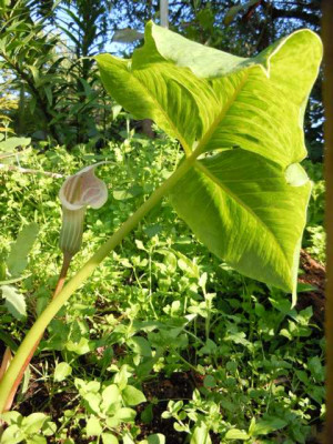 arisaema_candidiss.JPG