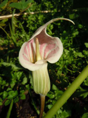 a_candi__30.06.12.JPG
