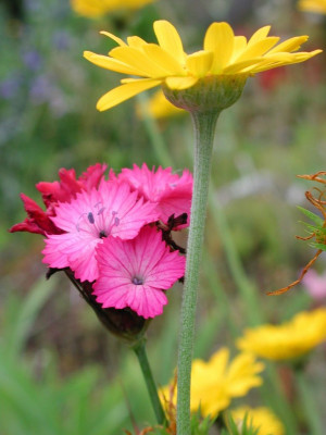 Dianthus_carthusianorum001.jpg