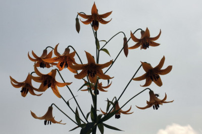 Lilium_canadense_Groenveranderung.jpg