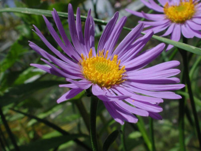 Erigeron_glaucus_oder_eher_nicht.jpg