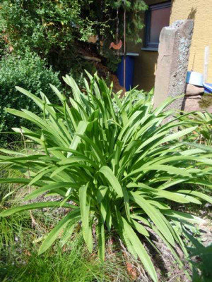 Agapanthus_m_s_001.JPG