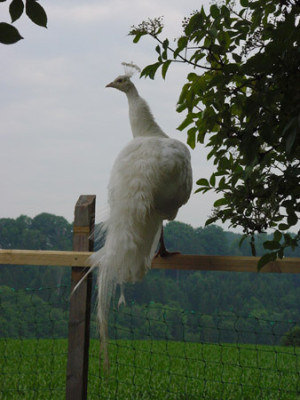 pfau_profil.jpg