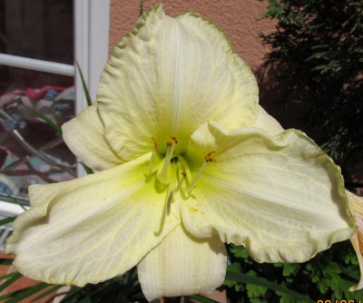 Hems_5_003_White_Temptation_small.JPG