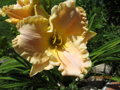 Hems_5_004_Siloam_Fairy_Ruffles_small.JPG