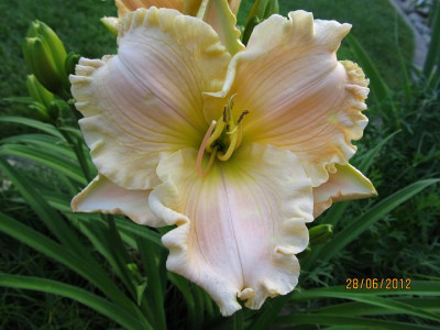Hems_5_008_Siloam_Fairy_Ruffles_small.JPG