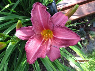 Hems_5_006_Summer_Wine_small.JPG
