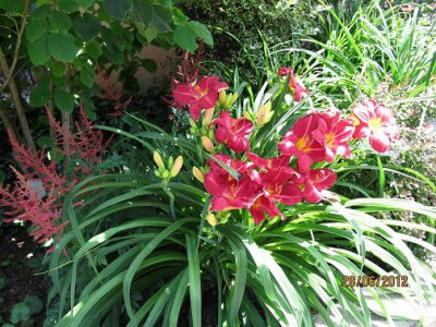Hems_5_001_Charles_Johnston__Spirea_small.JPG