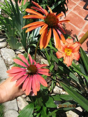 Hems_5_017_South_Seas__Echinacea_Sunset__Hot_Summer_small.JPG