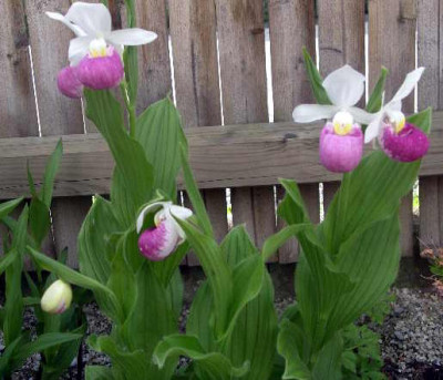 Cypripedium_reginae_2005-06-02_1.JPG