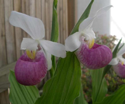 Cypripedium_reginae_2005-06-02_2.JPG