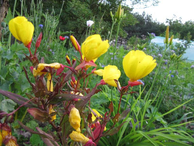 Oenothera_Sonnenwende_120630.jpg