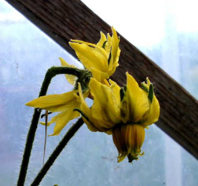 Ananas_GH.JPG